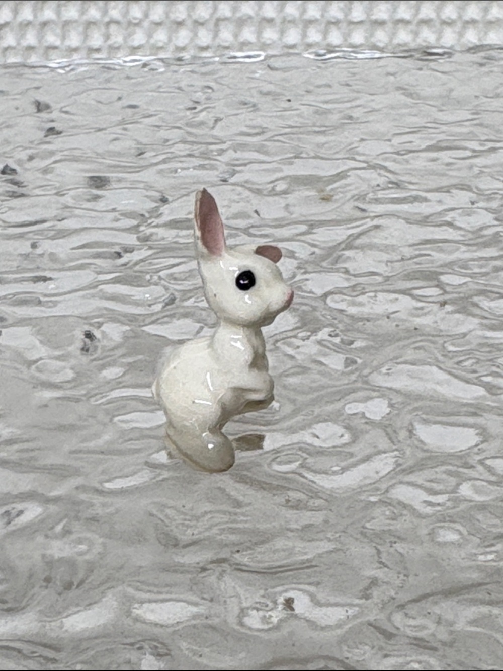 Miniature bunnies - Picture 3 of 10